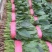 菠菜大叶菠菜河南菠菜大量现货规格齐全来电议价