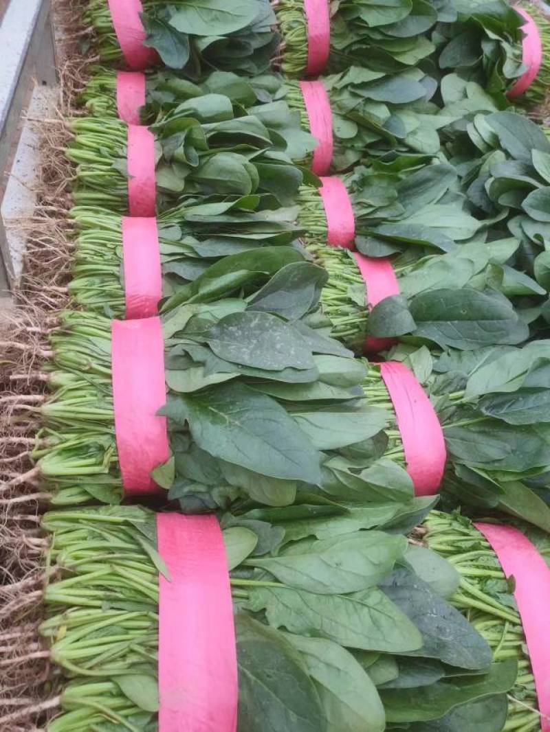 菠菜大叶菠菜河南菠菜大量现货规格齐全来电议价