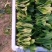 菠菜大叶菠菜河南菠菜大量现货规格齐全来电议价