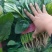 菠菜大叶菠菜河南菠菜大量现货规格齐全来电议价