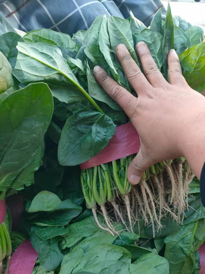 菠菜大叶菠菜河南菠菜大量现货规格齐全来电议价