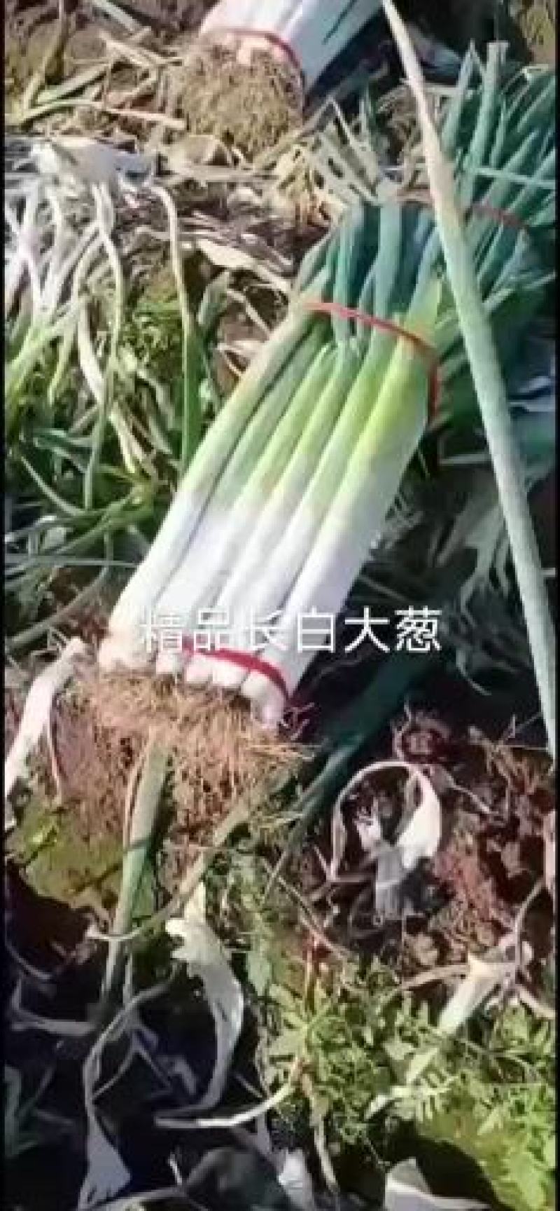 长白大葱