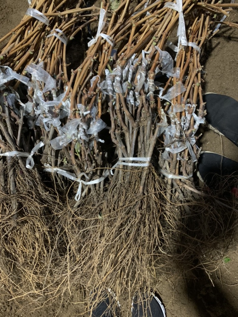 【诚信经营】嫁接阳光玫瑰葡萄苗，自己家嫁接品种纯正
