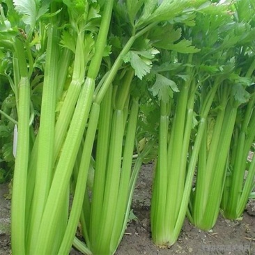 【精品】芹菜大量上市中保质保量有需要的联系我