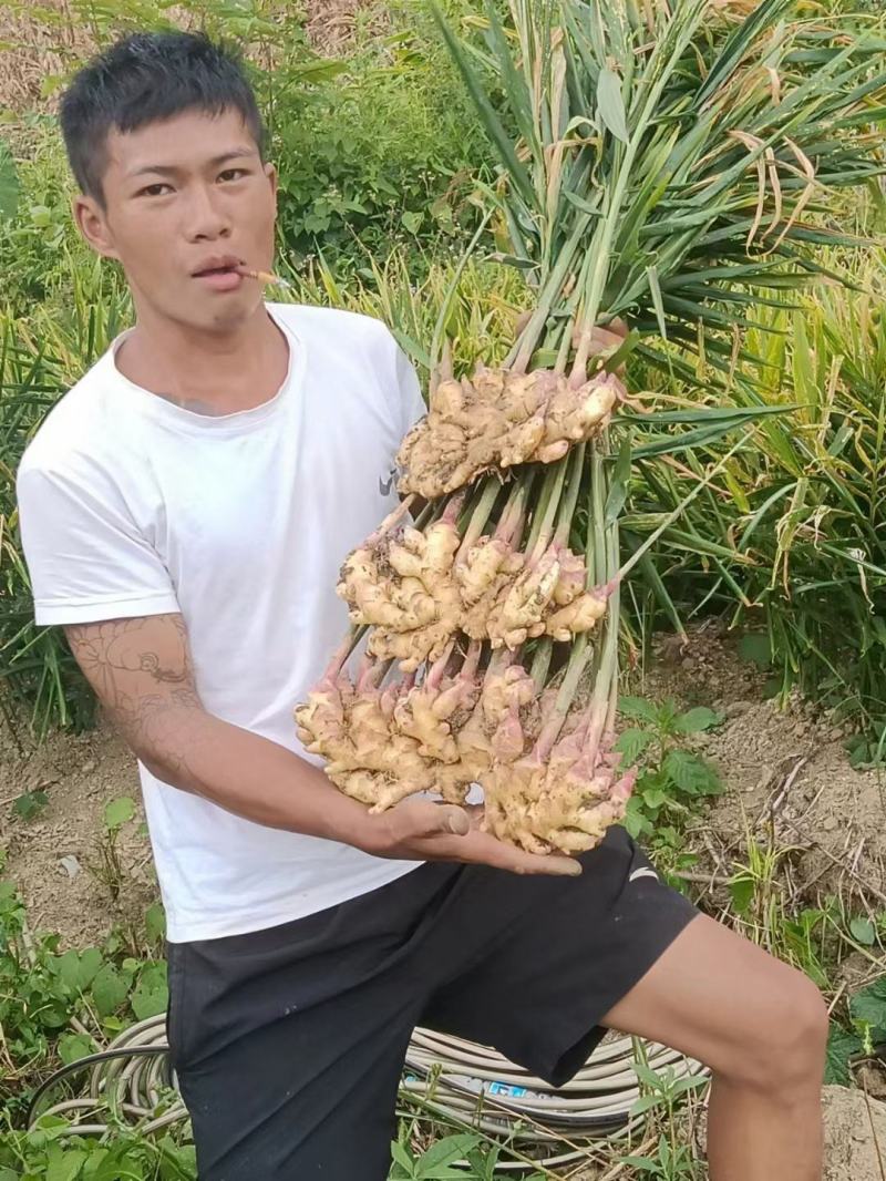 云南红河_精品小黄姜