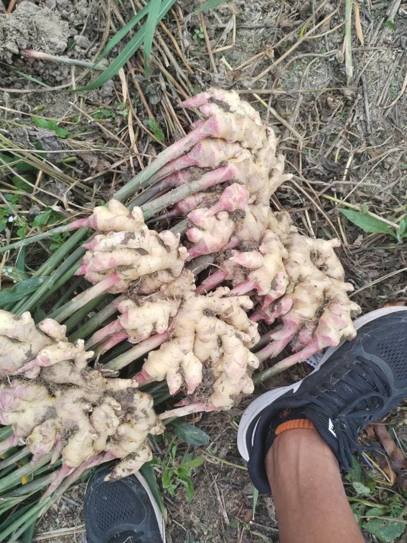 云南红河_精品小黄姜