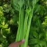 【精品】芹菜大量上市中保质保量有需要的联系我