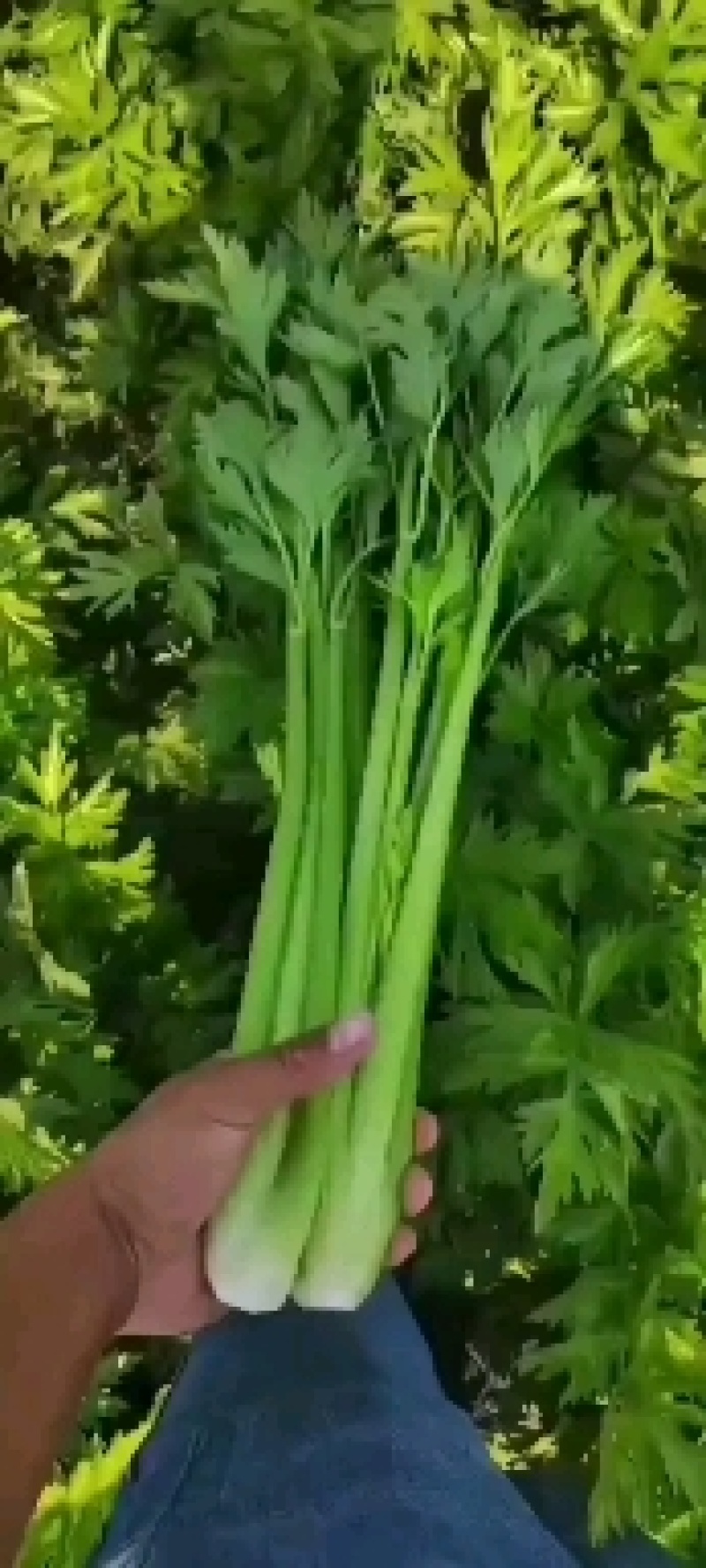 【精品】芹菜大量上市中保质保量有需要的联系我