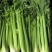 【精品】芹菜大量上市中保质保量有需要的联系我