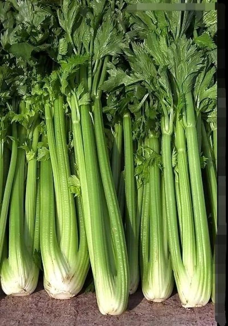 【精品】芹菜大量上市中保质保量有需要的联系我