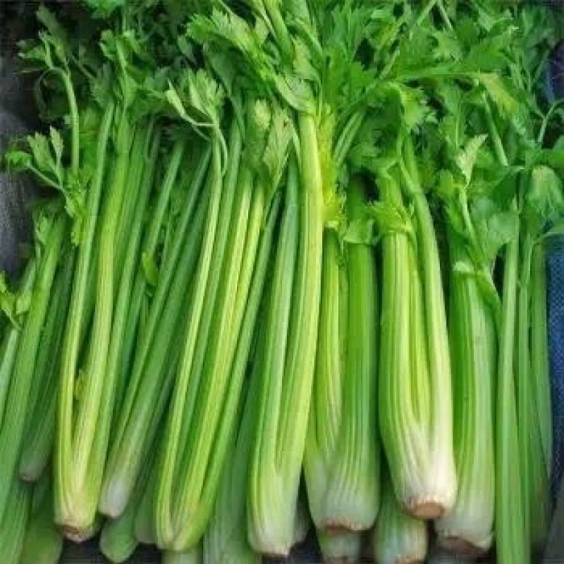 【精品】芹菜大量上市中保质保量有需要的联系我