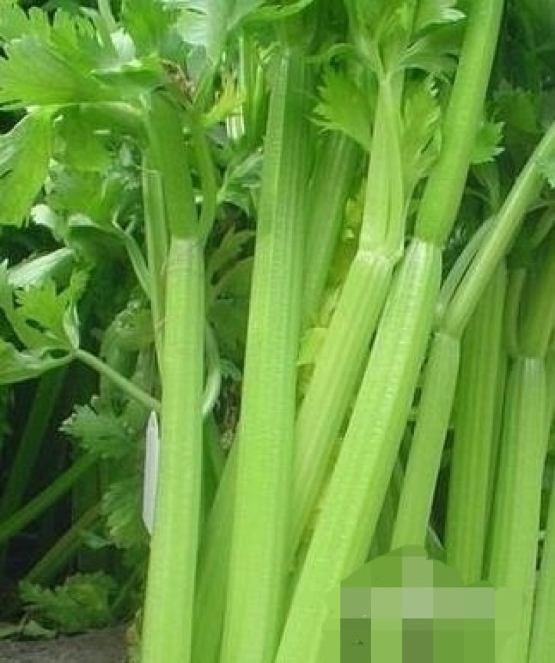 【精品】芹菜大量上市中保质保量有需要的联系我