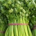 【精品】芹菜大量上市中保质保量有需要的联系我