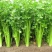 【精品】芹菜大量上市中保质保量有需要的联系我