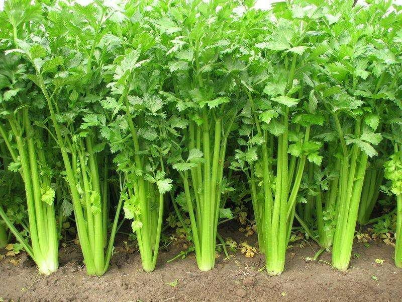 【精品】芹菜大量上市中保质保量有需要的联系我