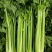 【精品】芹菜大量上市中保质保量有需要的联系我