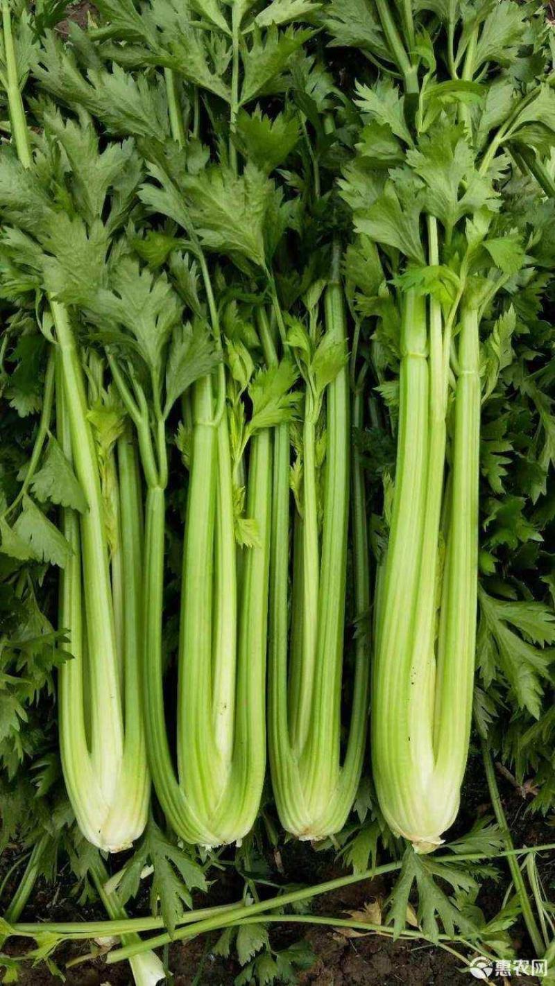 【精品】芹菜大量上市中保质保量有需要的联系我