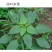 侨昌侨隆288克/升氯氟吡氧乙酸水花生草坪一年阔叶杂草