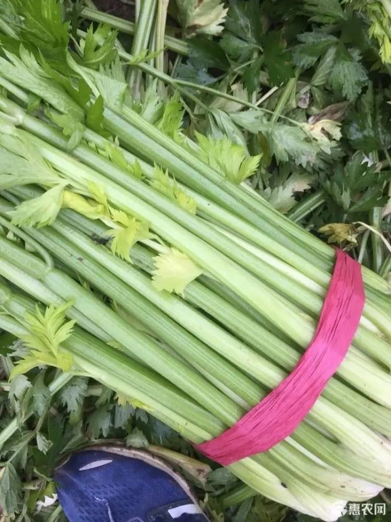 【精品】芹菜大量上市中保质保量有需要的联系我