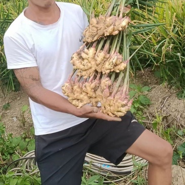 云南红河_精品小黄姜