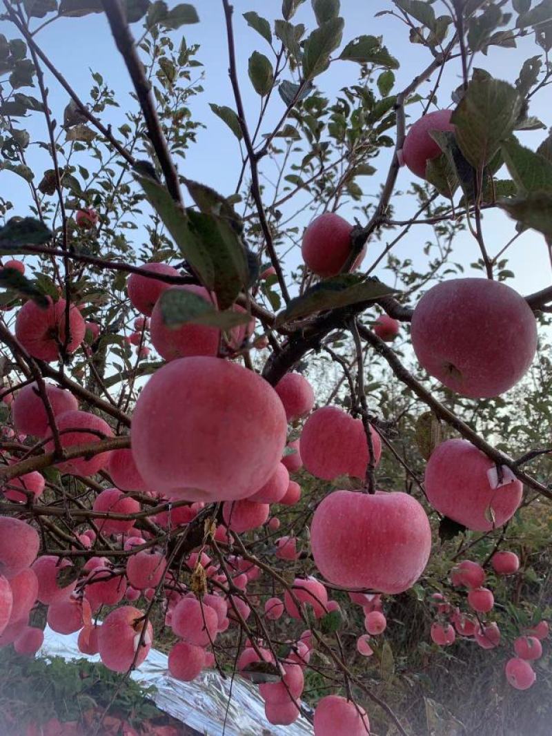 栖霞苹果