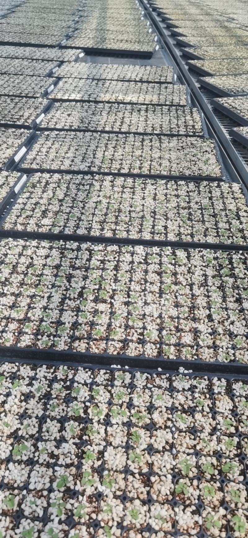 育苗用珍珠岩，透气保水保湿，质颗粒均匀质地坚硬，