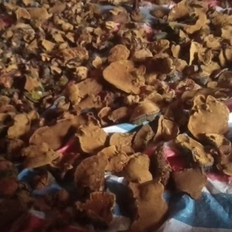 桑黄