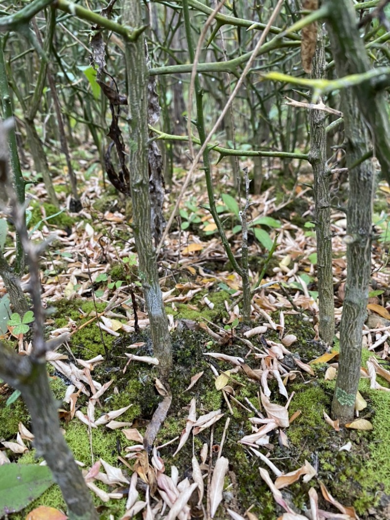 枳壳苗，川药枳壳苗出售，裸根苗，一年苗，两年苗