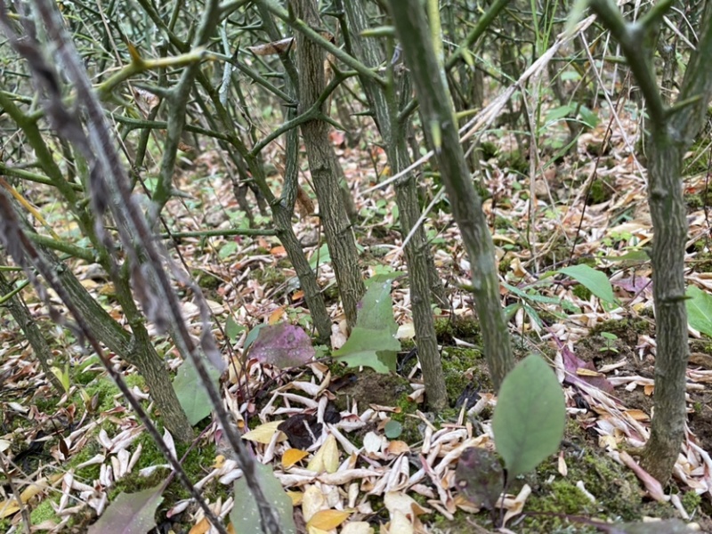 枳壳苗，川药枳壳苗出售，裸根苗，一年苗，两年苗