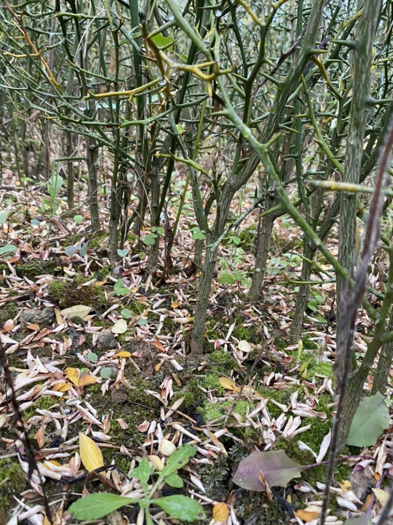 枳壳苗，川药枳壳苗出售，裸根苗，一年苗，两年苗