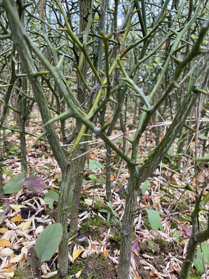 枳壳苗，川药枳壳苗出售，裸根苗，一年苗，两年苗