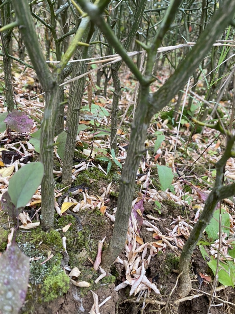 枳壳苗，川药枳壳苗出售，裸根苗，一年苗，两年苗
