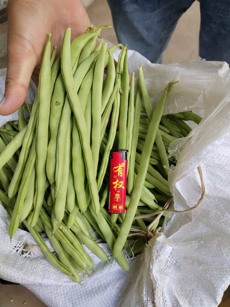 四季豆