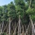 樟树18分公一20公分