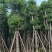 樟树18分公一20公分