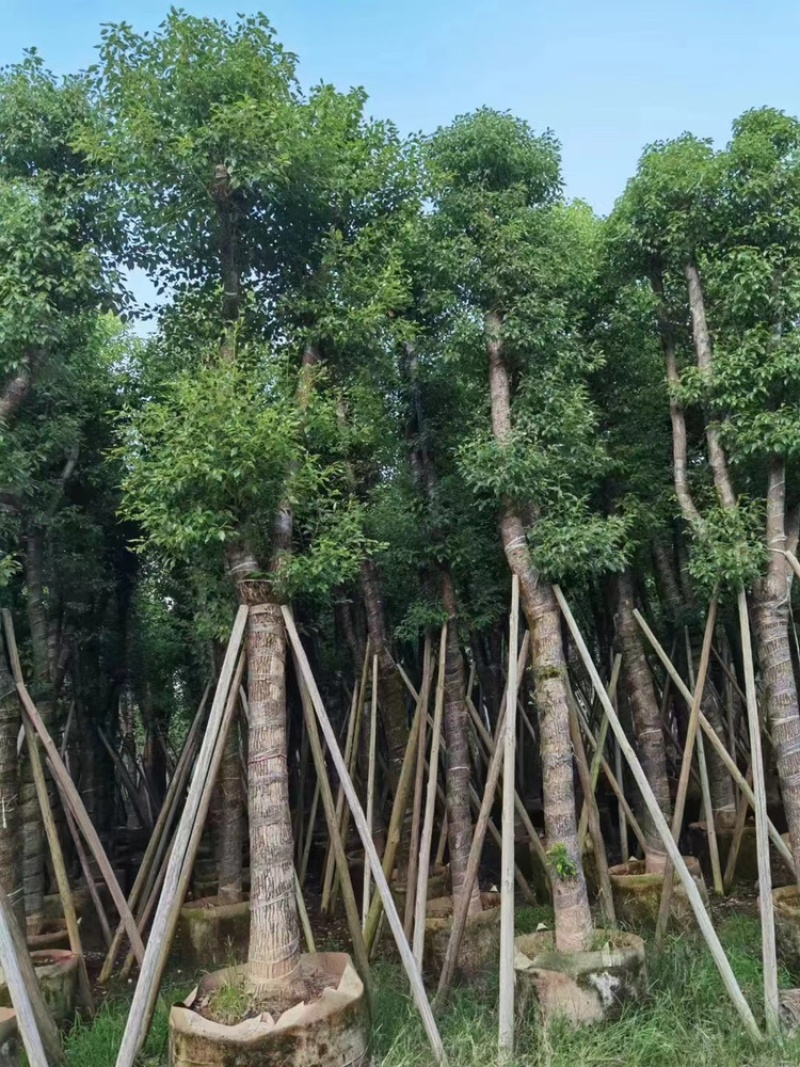 樟树18分公一20公分