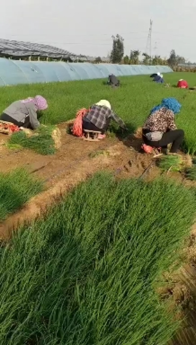 葱苗，10山东铁杆大葱基地，全国接单，代育葱苗。
