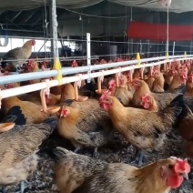 青脚麻鸡母鸡土鸡散养土鸡青年母鸡老母鸡蛋鸡