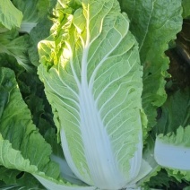 【牛商推荐】河北玉田黄心大白菜大量上市货源充足价格美丽