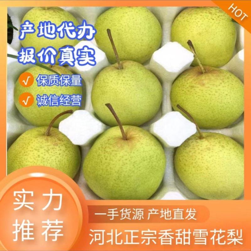【实力商家】河北石家庄精品雪花梨45型60型筐装香甜
