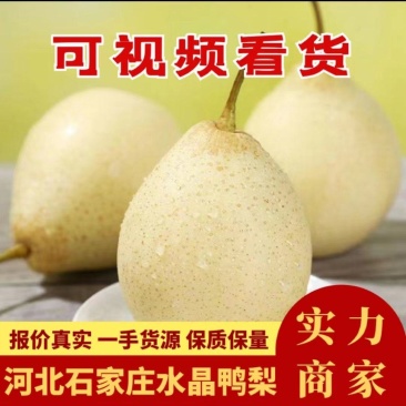 【脆甜多汁】河北石家庄水晶鸭梨规格齐全甜度高水分足量