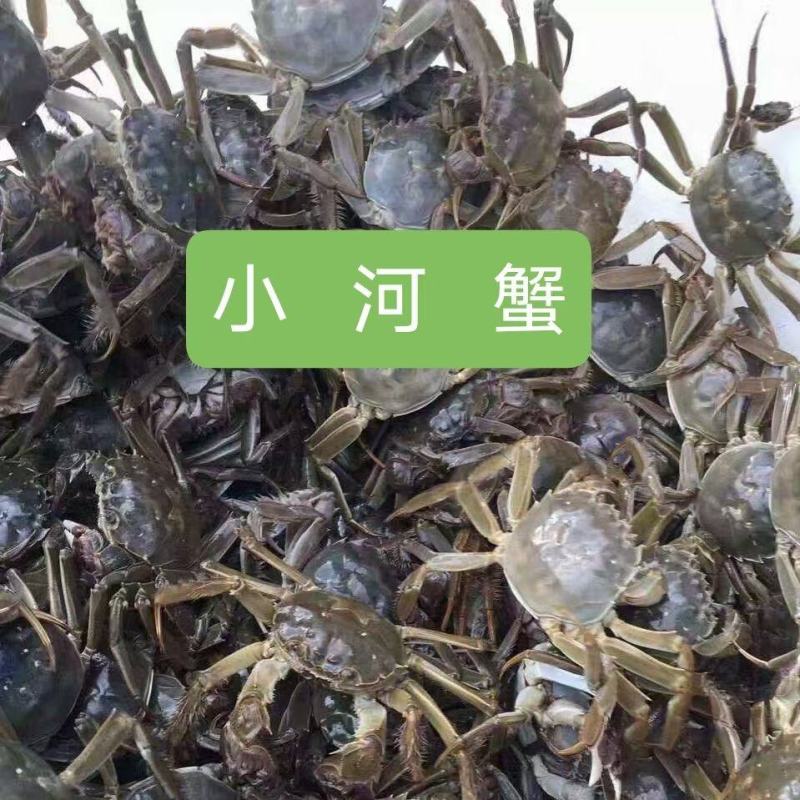 盘锦蟹苗小蟹油炸蟹溪水小蟹辣炒专用养殖专用