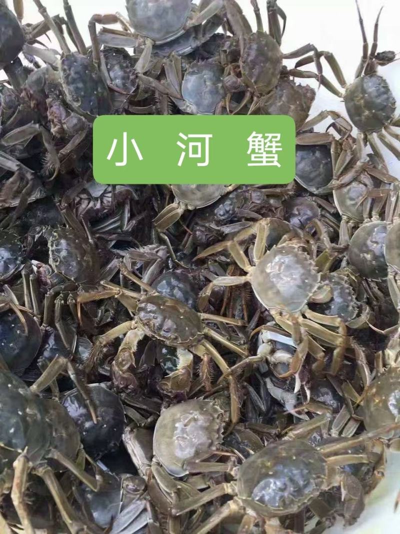 盘锦蟹苗小蟹油炸蟹溪水小蟹辣炒专用养殖专用