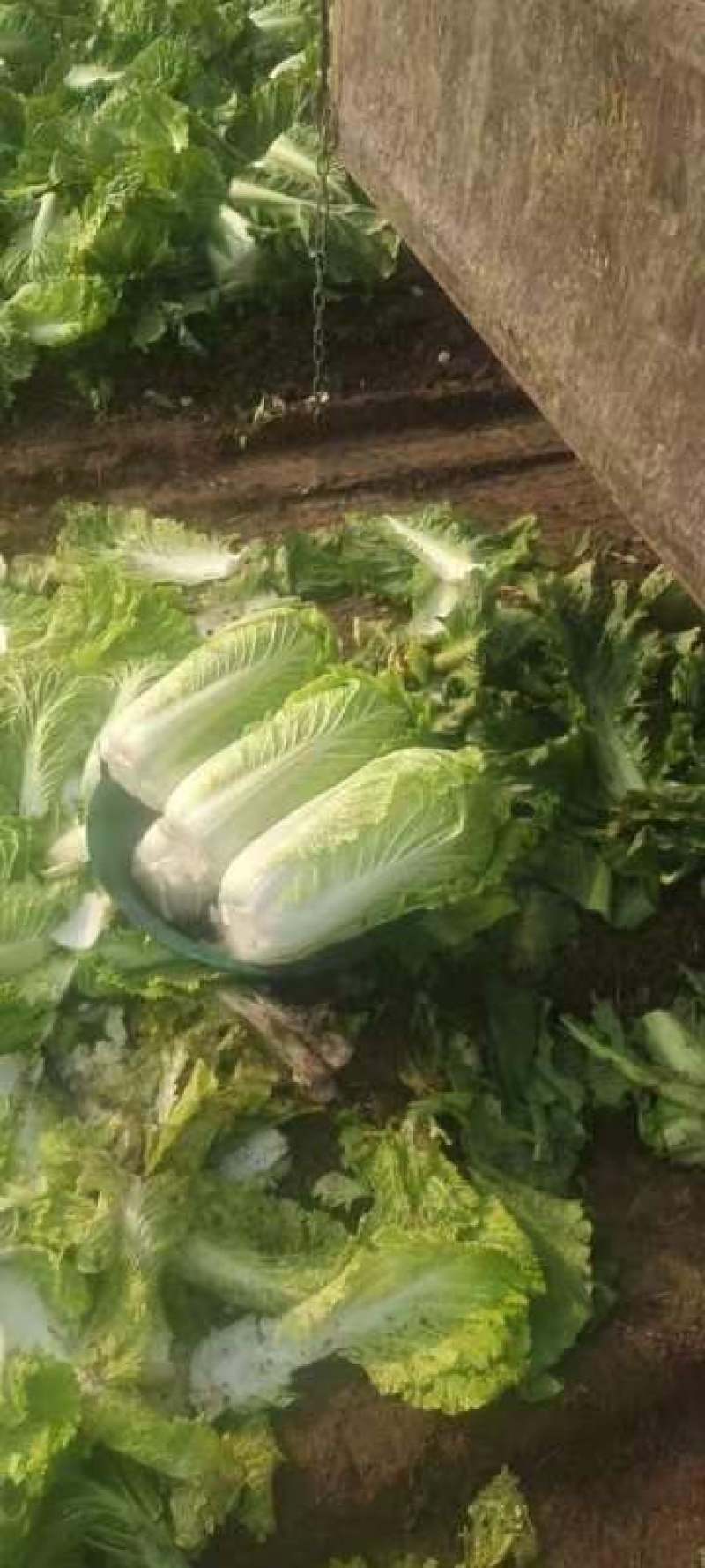 【热卖】玉田白菜大量上市质量好货源充足对接批发市场商超