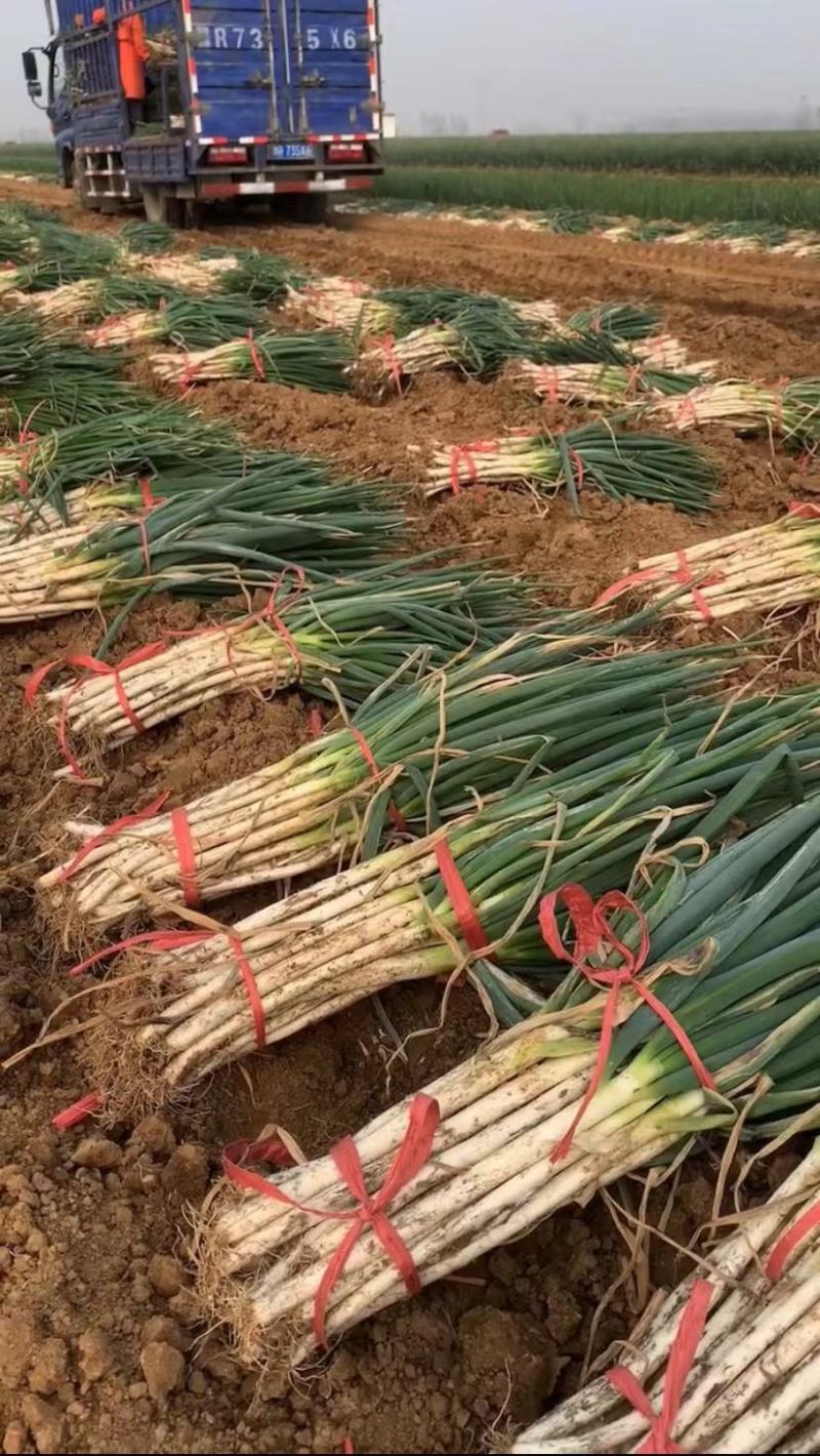 【牛商推荐】钢葱，产地直供，批量发货