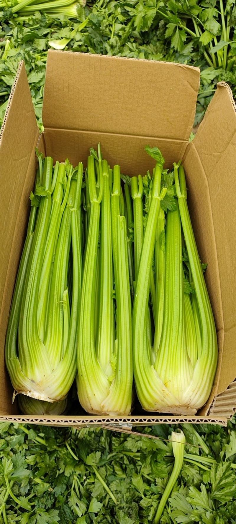 精品西芹大量上市，专业对接档口，商超欢迎来电