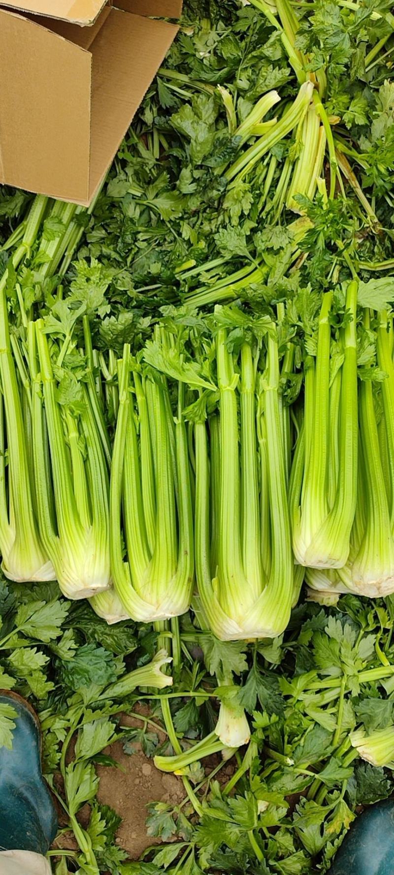 精品西芹大量上市，专业对接档口，商超欢迎来电