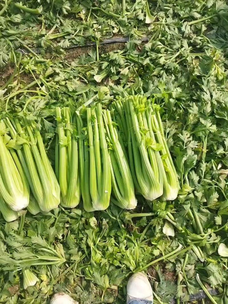 精品西芹大量上市，专业对接档口，商超欢迎来电