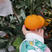 浙江台州温岭红美人橘子，自家果园自产自销现摘现卖