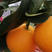 浙江台州温岭红美人橘子，自家果园自产自销现摘现卖